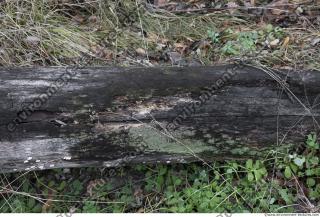 old wood bark 0002